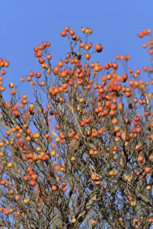 Blue Sky Deserted Landscape Imprime: Deciduous tree (Sorbus), hackberry