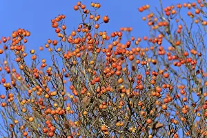 Red Fruits Germany Imprime: Deciduous tree (Sorbus), hackberry
