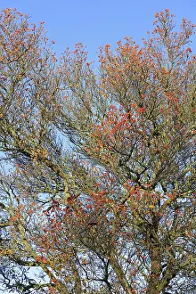 BRD Deciduous Trees Imprime: Deciduous tree (Sorbus), hackberry