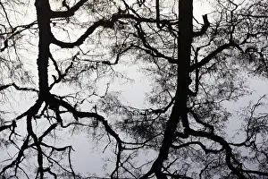 Water Surface Reflections Europe Imprime: Deciduous trees reflected on the water surface