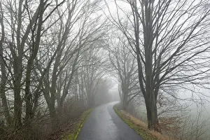 Winter Tree Landscape Imprime: Deciduous trees by the wayside