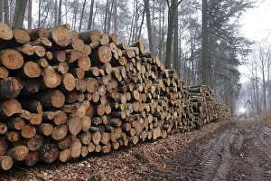 Deserted Woodpile Imprime: Deforested tree trunks