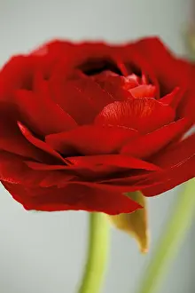 Deserted Flower Shop Imprime: Delicate red ranunculus, Bl