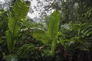 South American Wilderness Imprime: Dense vegetation in cloud forest