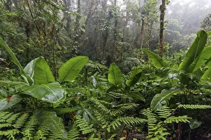 Cloud Forest Vegetation Imprime: Dense vegetation in cloud forest