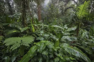 Central America Wilderness Area Imprime: Dense vegetation in cloud forest