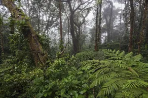 Central America Wilderness Area Imprime: Dense vegetation in cloud forest