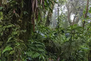 South American Wilderness Imprime: Dense vegetation in cloud forest