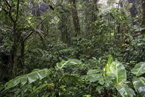 Cloud Forest Vegetation Imprime: Dense vegetation in cloud forest