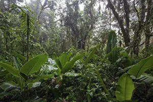 Central America Wilderness Area Imprime: Dense vegetation in cloud forest
