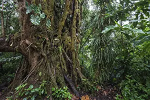 South American Wilderness Imprime: Dense vegetation in cloud forest