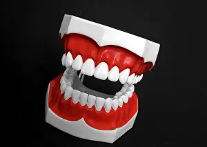 Oral Hygiene Symbol Imprime: Denture model