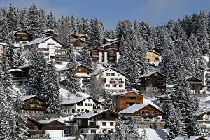Coniferous Tree Landscape Photography Imprime: Development of apartment blocks