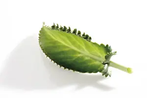 Impresiones de Una planta exótica con forma única, la Kalanchoe daigremontiana se caracteriza por sus hojas largas y delgadas que parecen tener un esqueleto en su centro Caimán Imprime: Kalanchoe daigremontiana