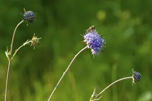 Dipsacaceae Family Imprime: Devil's-bit, Devil's-bit scabious