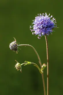 High Resolution Plant Images Imprime: Devil's-bit, Devil's-bit scabious