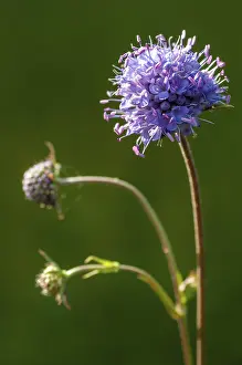 High Resolution Plant Images Imprime: Devil's-bit, Devil's-bit scabious