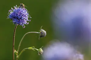 Dipsacaceae Family Imprime: Devil's-bit, Devil's-bit scabious