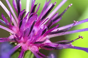 Delicate Spring Flowers Imprime: Detail of a devils claw flower