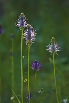 Medicinal Plants Europe Imprime: Devil's claw, May, Germany
Devil's claw