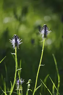 German Medicinal Herbs Imprime: Devil's claw, May, Germany
Devil's claw