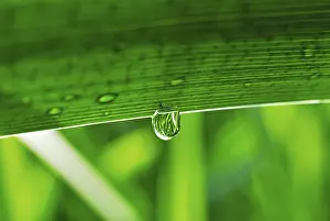Leaf Detail View Imprime: Dew drop on a leaf