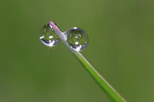 Close Up Dew Drops Imprime: Dew drops