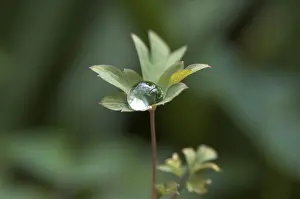 Close Up Leaf Imprime: Dewdrops on a leaf