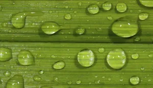 Macro Leaf Photography Imprime: Dewdrops on leaf