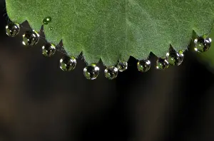 Macro Leaf Photography Imprime: Dewdrops on leaf