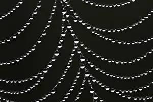 Araña Gota De Rocío Imprime: Gotas de rocío en una telaraña de araña.