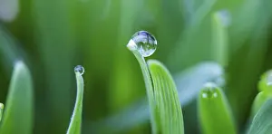 Water Drop On Plant Imprime: Dewdrops on the tips of a leaf of grass