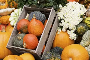 Red Kuri Squash Images Imprime: Different pumpkins