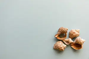 Bivalve Shells Imprime: Different shells isolated on a blue background