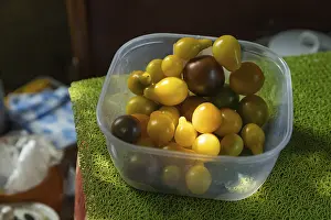 Fresh Tomatoes Imprime: Different tomatoes in plastic container on the kitchen table