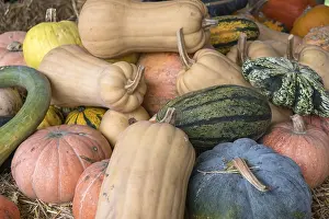 Pumpkin Nutrition Facts Imprime: Different types of pumpkins on straw