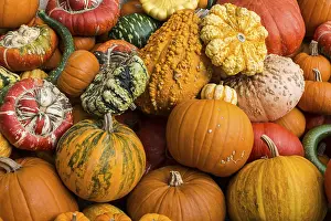 Diverse Pumpkin Types Imprime: Different varieties of pumpkins