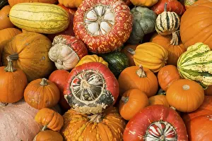 Pumpkin Varieties Imprime: Different varieties of pumpkins
