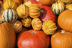 Pumpkin Varieties Imprime: Different varieties of pumpkins