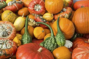Pumpkin Varieties Imprime: Different varieties of pumpkins