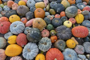 German Pumpkins Imprime: Different varieties of pumpkins