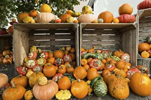 Southern German Pumpkins Imprime: Different varieties of pumpkins