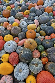 German Pumpkins Imprime: Different varieties of pumpkins