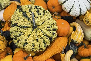 Pumpkin Varieties Imprime: Different varieties of pumpkins