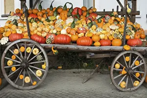 Pumpkin Varieties Imprime: Different varieties of pumpkins