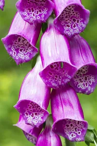 Foxglove Plant Imprime: Digitalis