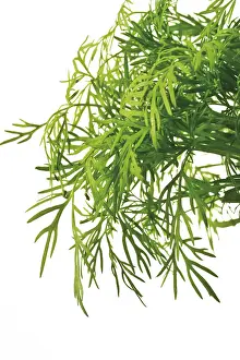 Dill Herb Photography Imprime: Dill