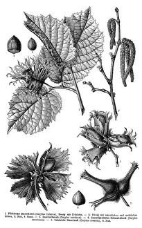 Historic Flora Images Imprime: Display chart, Common Hazel, illustration