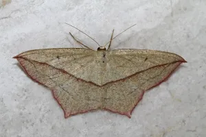 Geometer Moth Imprime: Dock moth