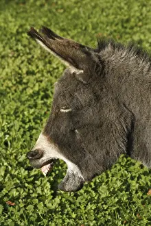 Animal Husbandry Images Imprime: Donkey